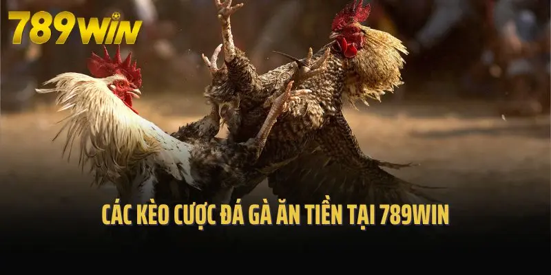 Các kèo cược đá gà ăn tiền tại 789win
