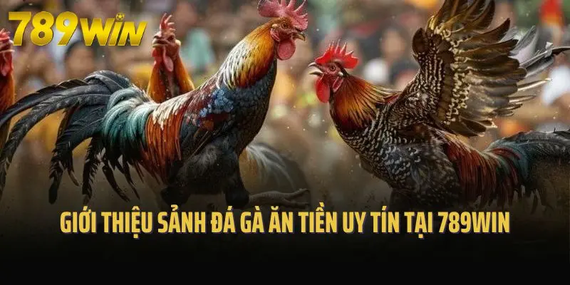 Giới thiệu sảnh đá gà ăn tiền uy tín tại 789win