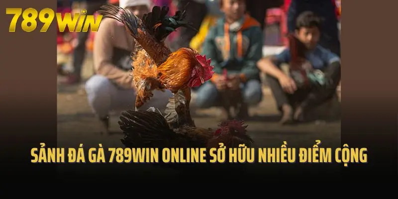 Sảnh cược đá gà 789win online sở hữu nhiều điểm cộng