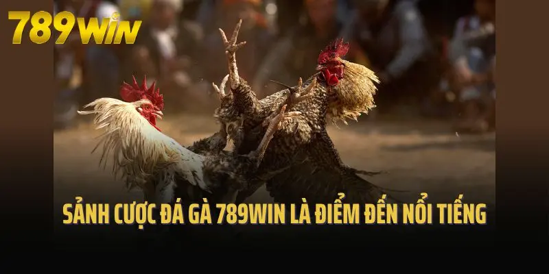 Sảnh cược đá gà 789win là điểm đến nổi tiếng
